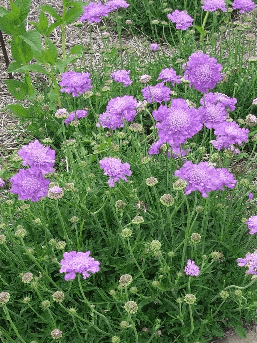 Скабиоза  голубиная Butterfly Blue