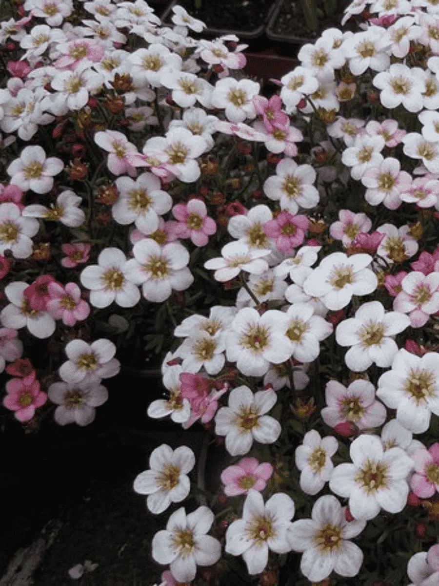 Камнеломка Арендса Pixie Pan Appleblossom