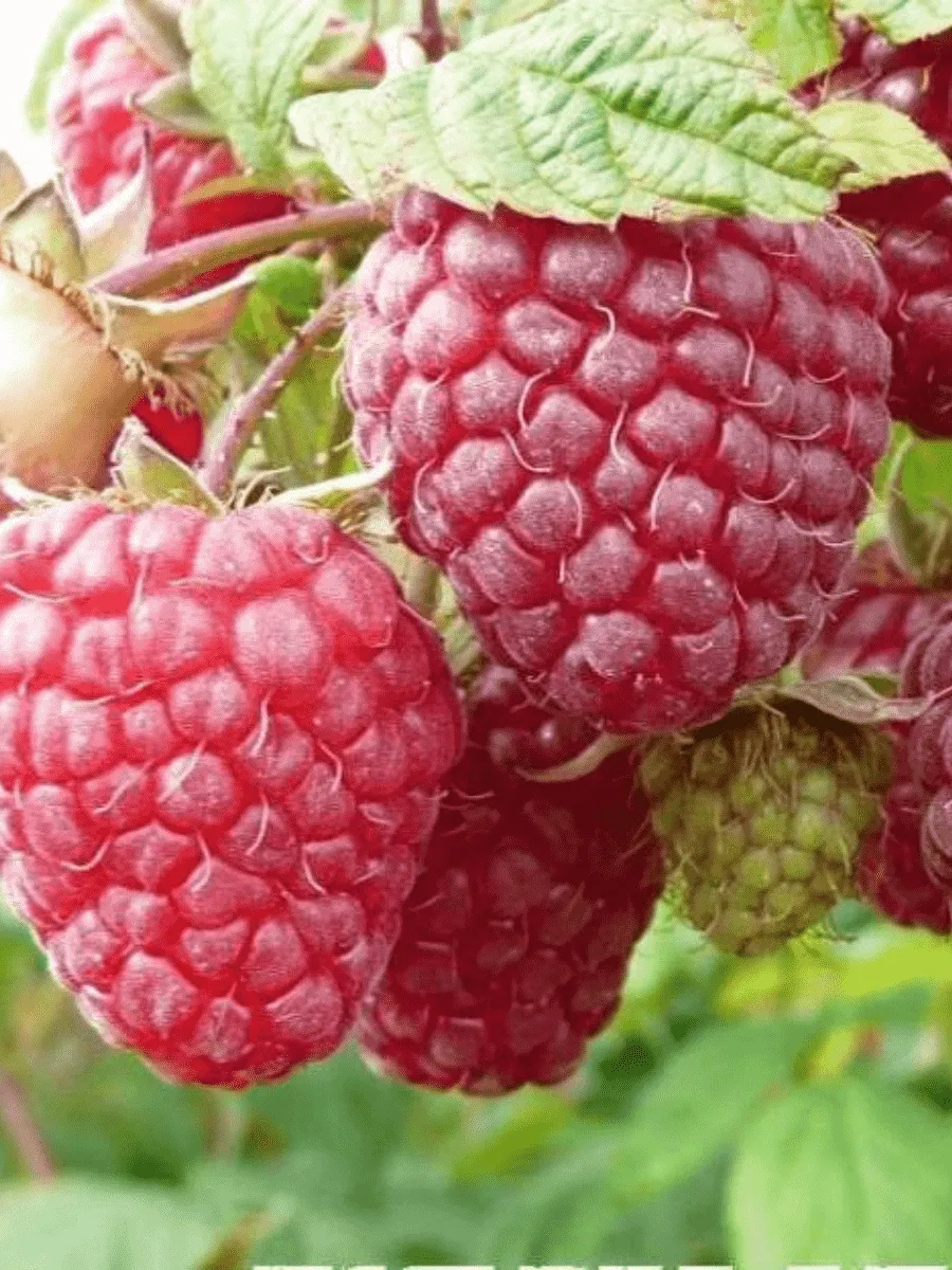 Малина Ремонтантная  Полька