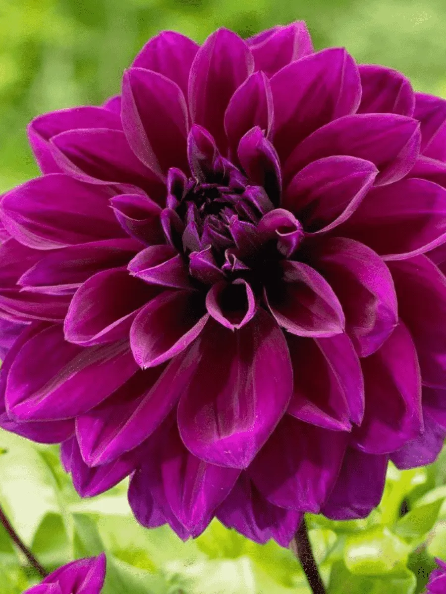 Георгина Thomas A Edison