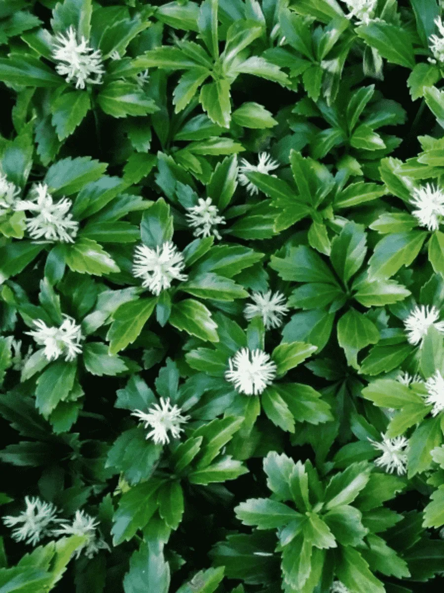 Пахизандра верхушечная