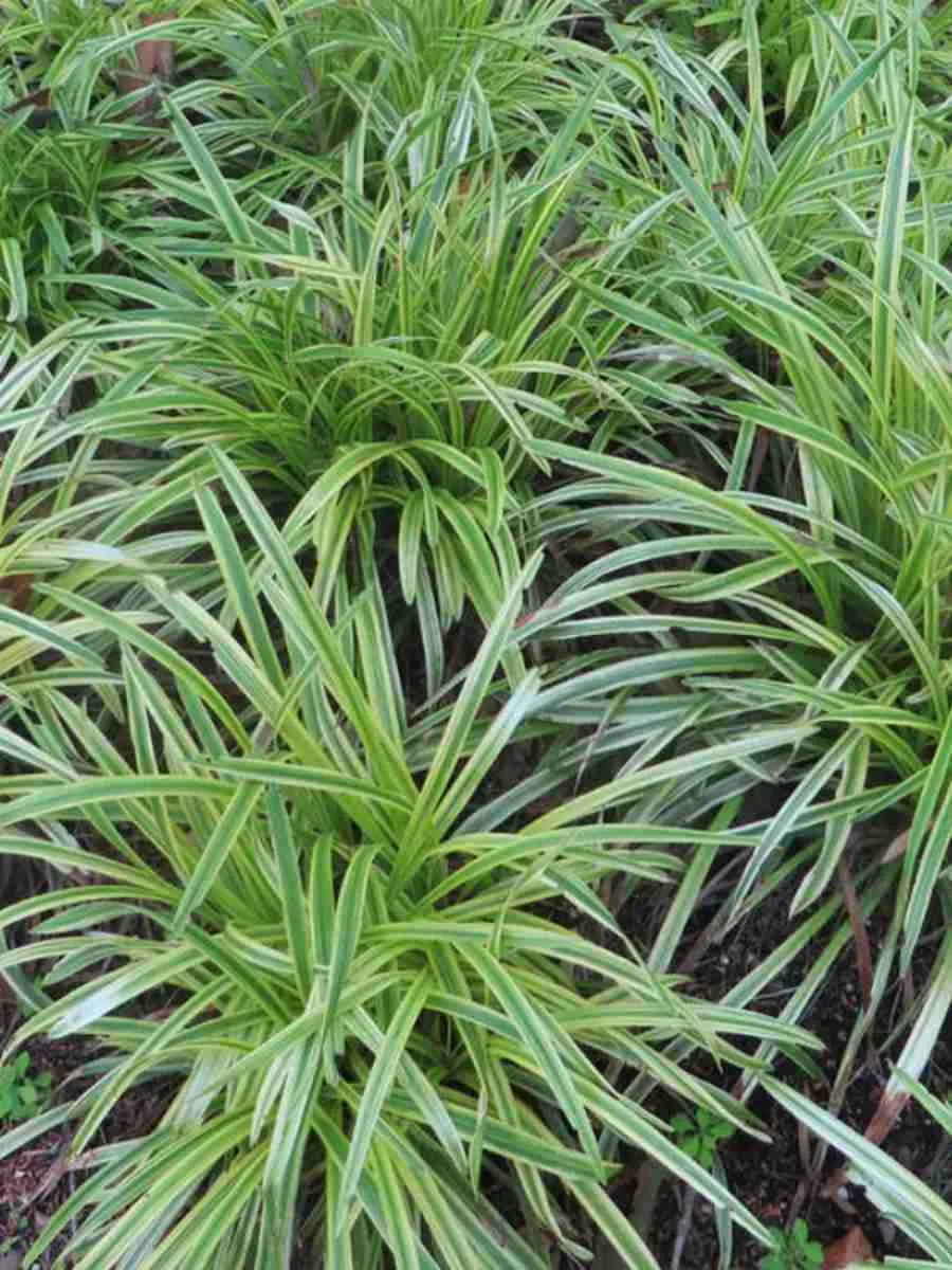 Осока морроу Goldband