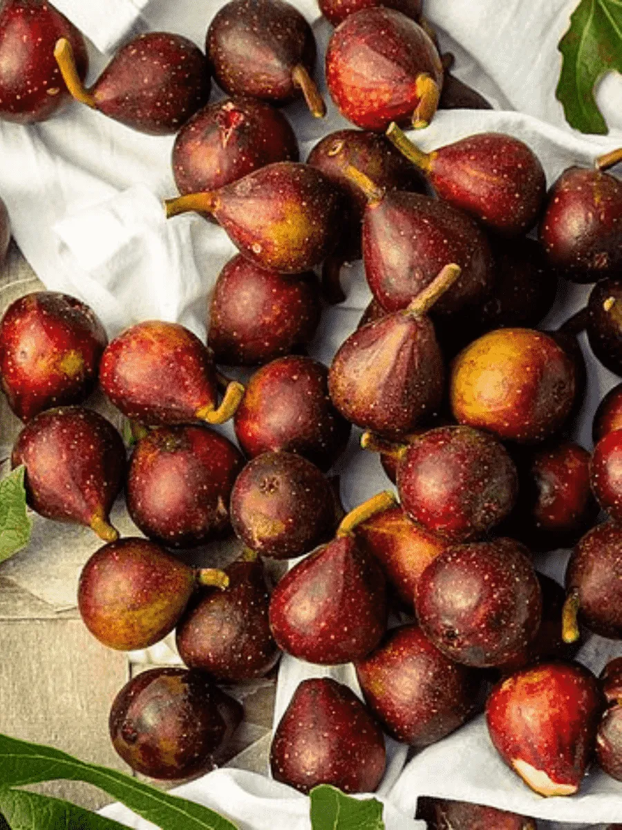 Инжир Little Miss Figgy