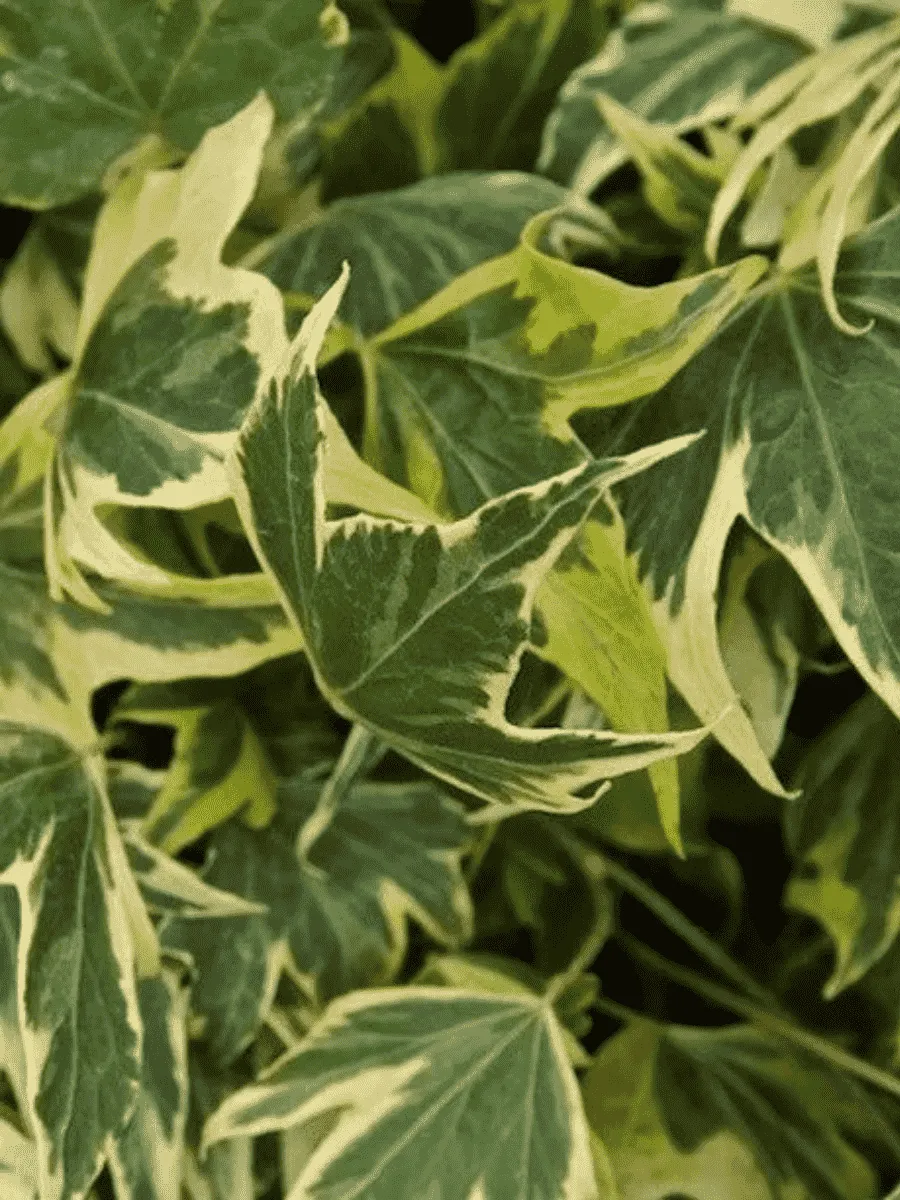 Плющ обыкновенный Yellow Ripple