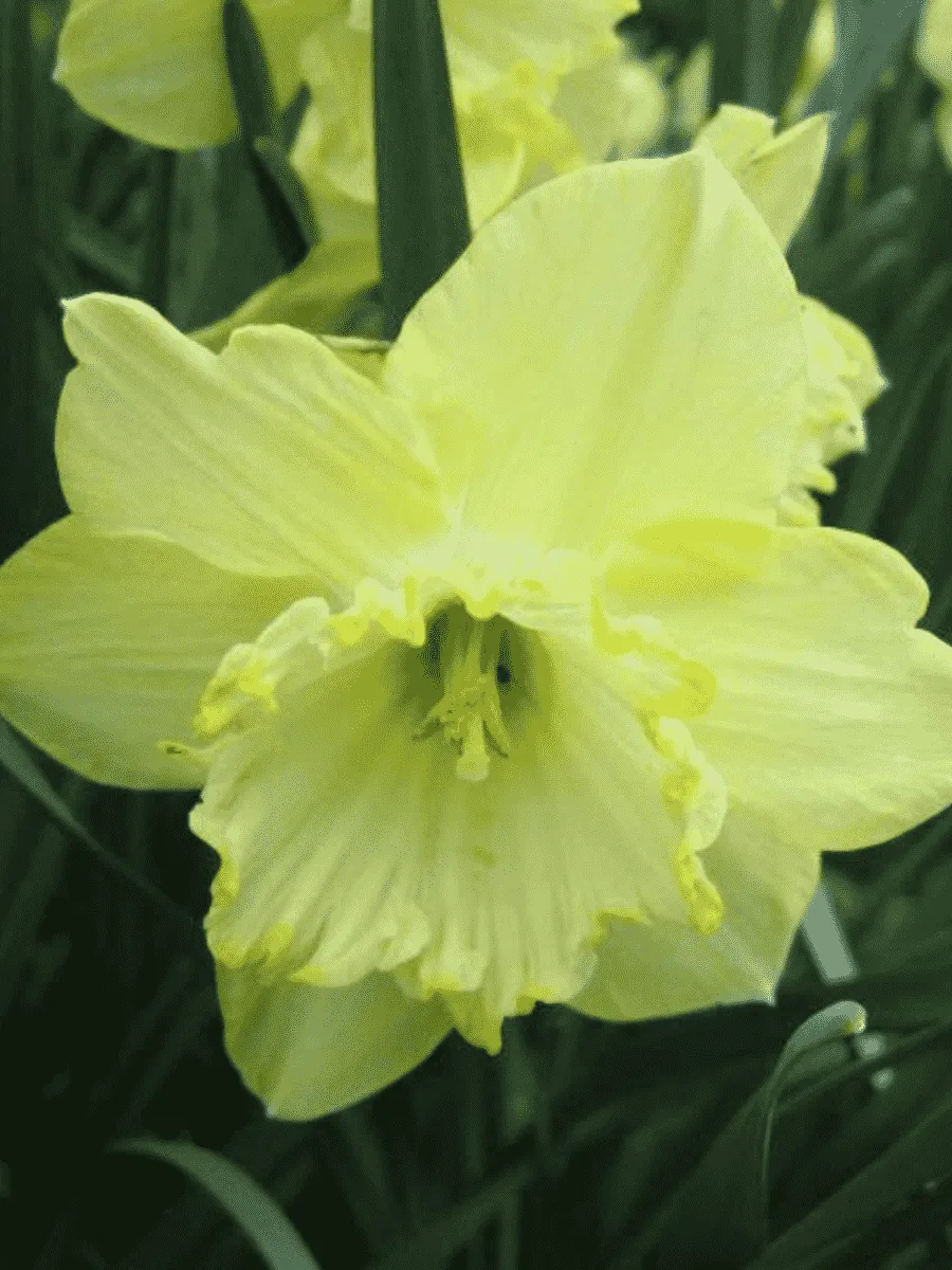 Нарцисс Saint Patrick' Day