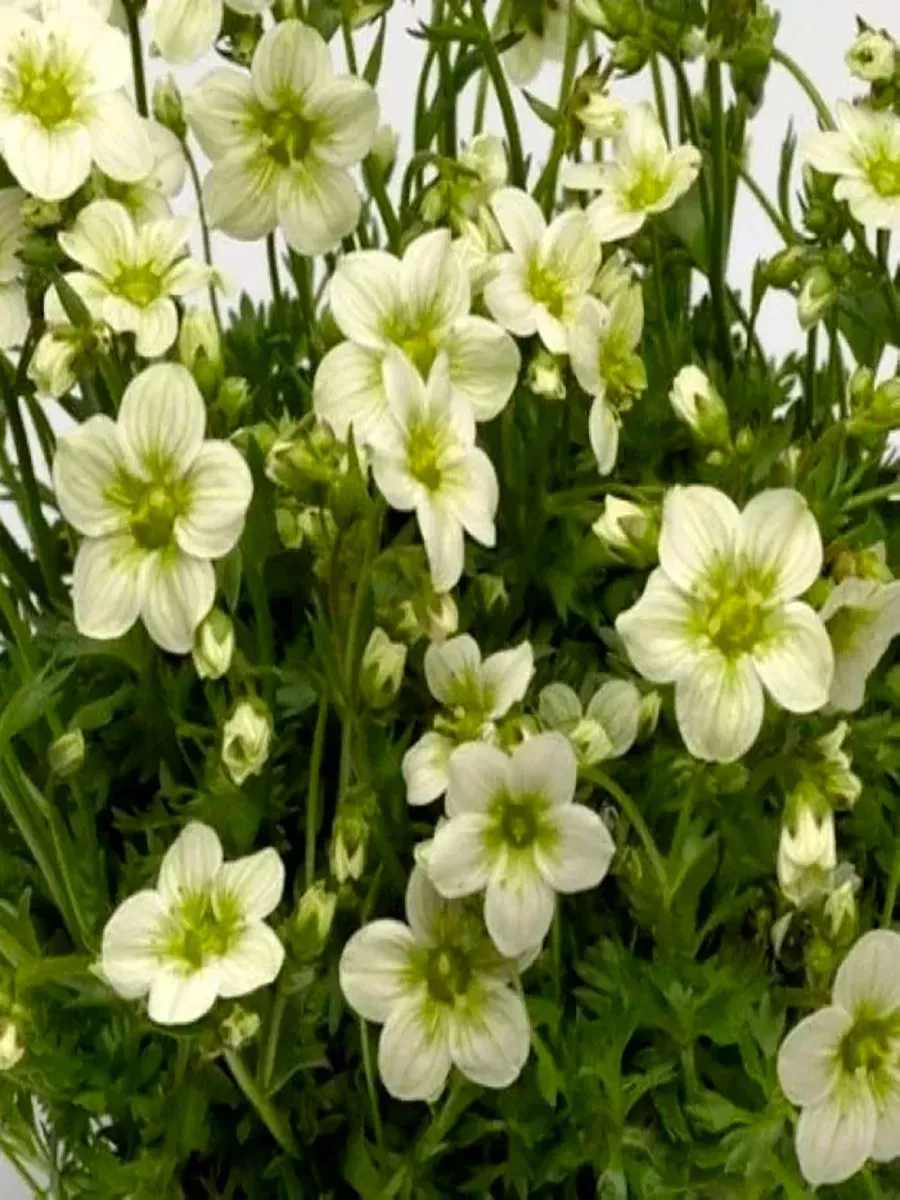 Камнеломка Арендса Alpino Early Lime