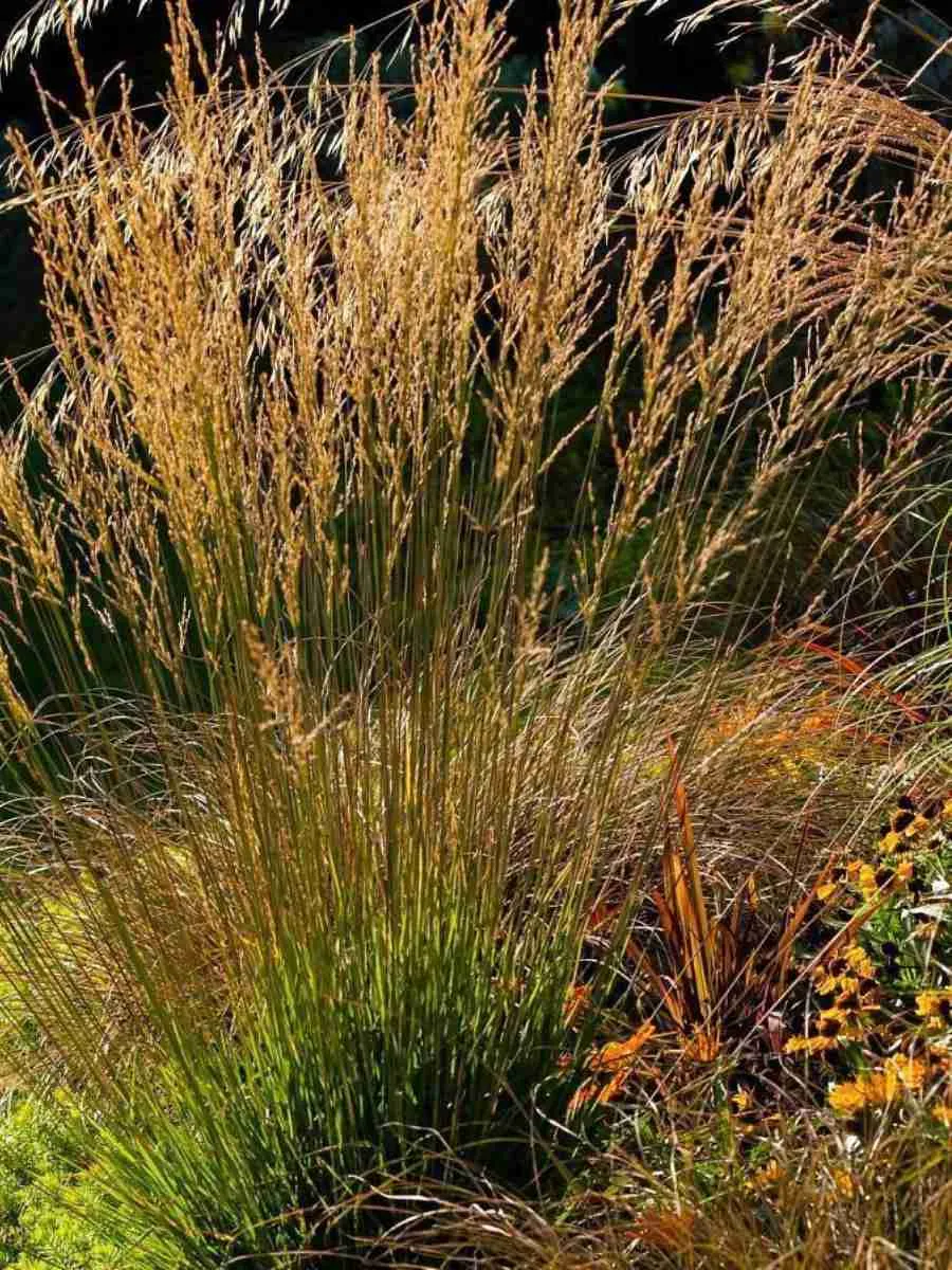 Молиния голубая Moorflamme