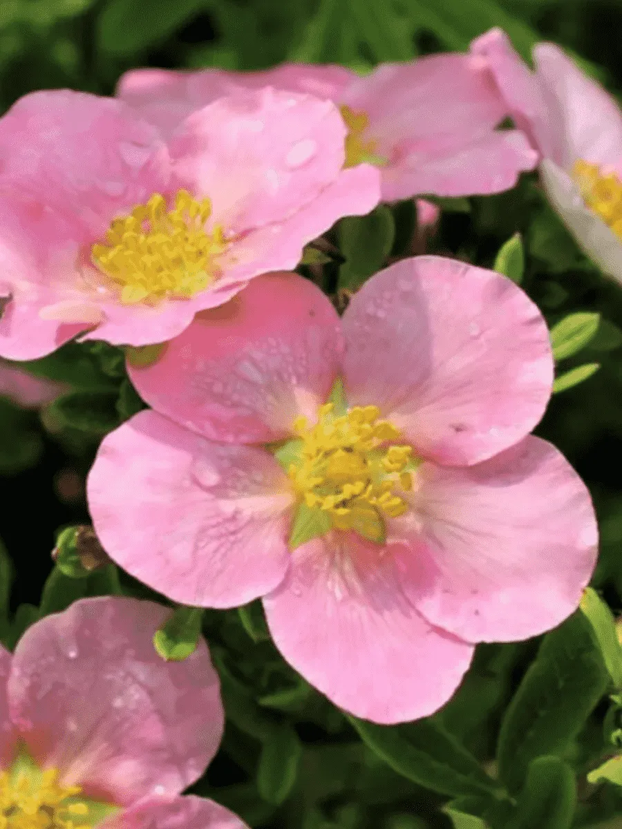 Лапчатка кустарниковая True Pink