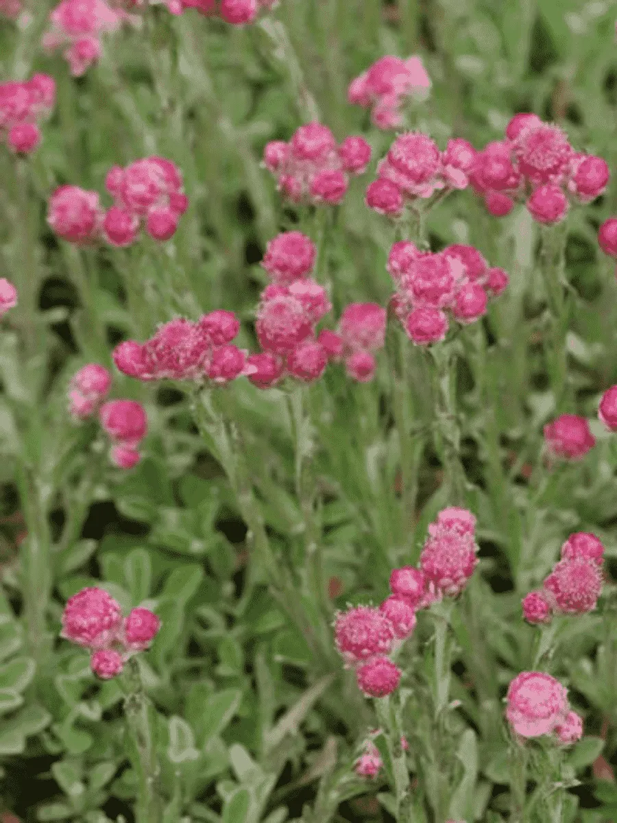 Антеннария двудомная Bright Rose