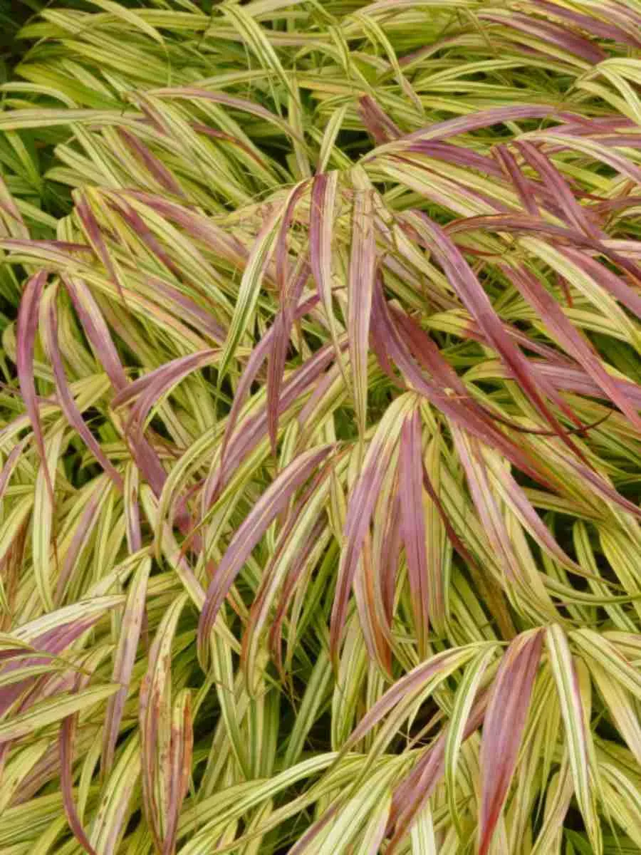 Хаконехлоа большая Sunflare