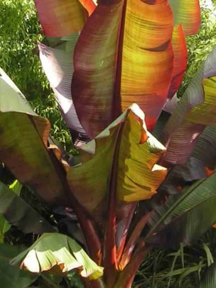 Банан Ensete Maurelli