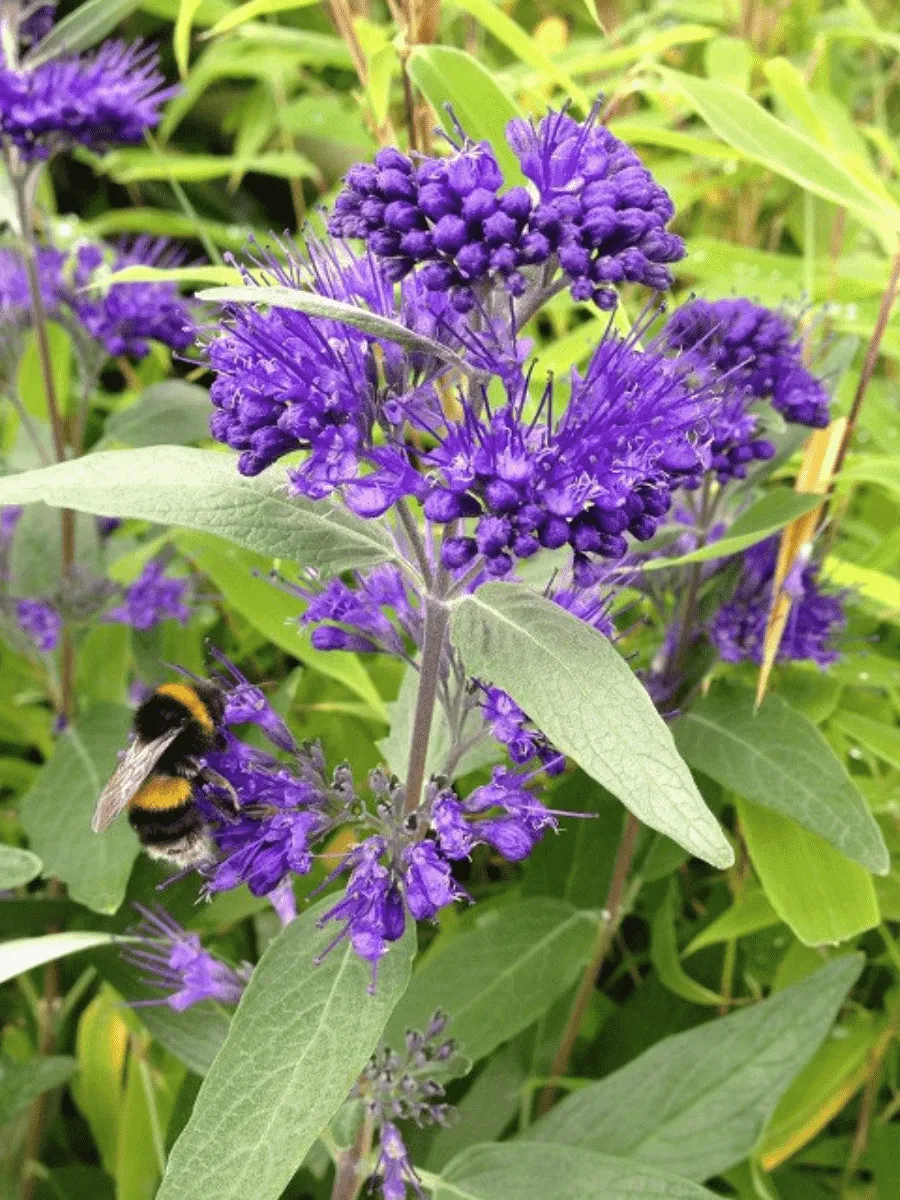 Кариоптерис кландоненсис Dark Knight