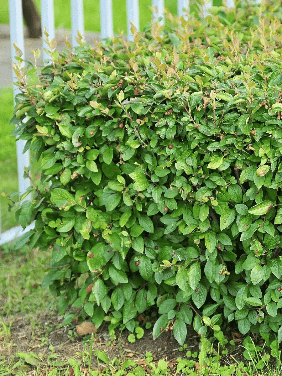 Кизильник блестящий Green Tower