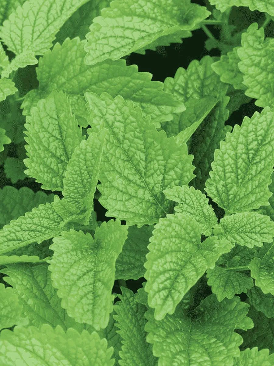 Мята перечная Кубанская