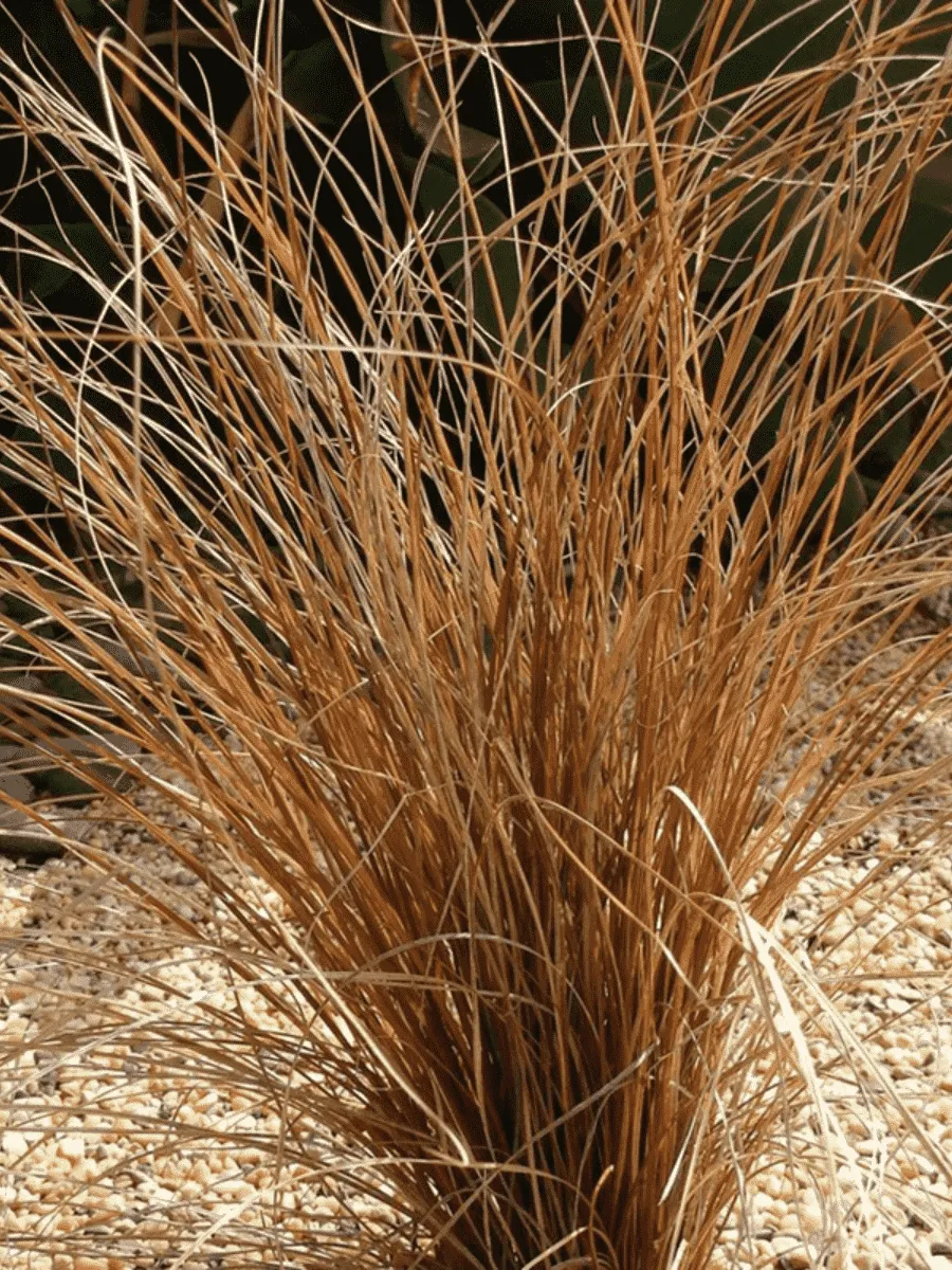 Осока власовидная Bronze