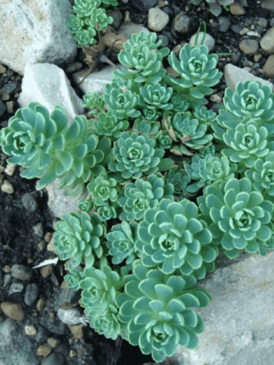 Очиток толстоветвистый Opal