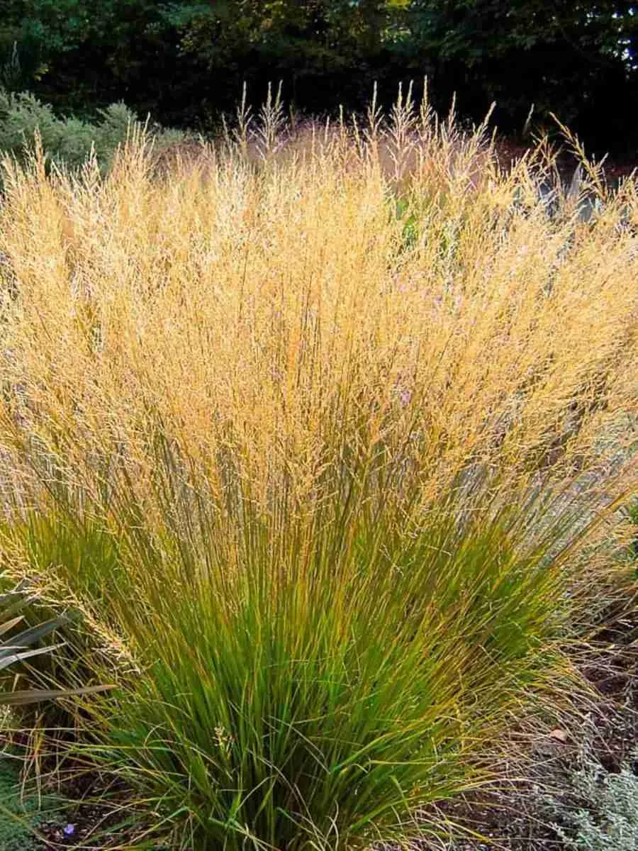 Молиния голубая Rotschoft