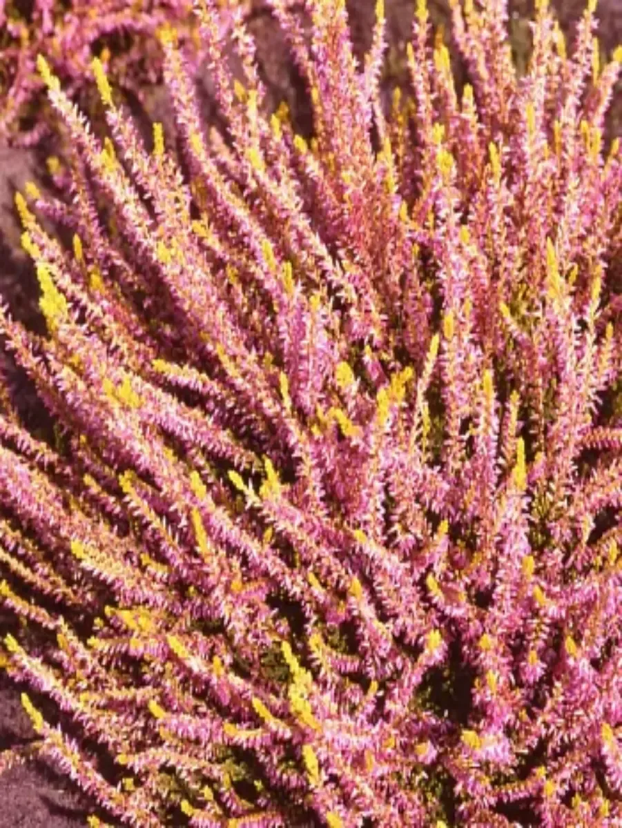 Вереск обыкновенный Theresa