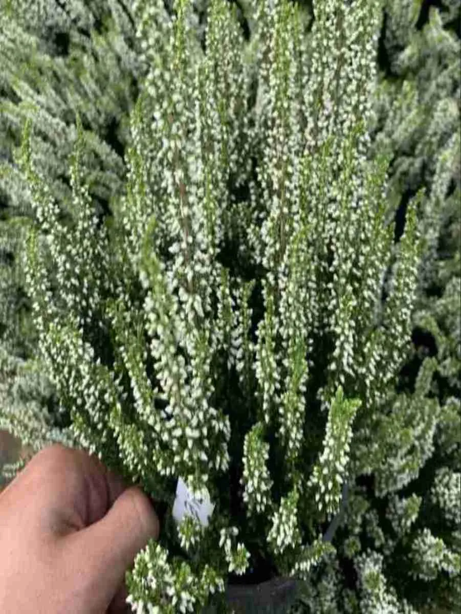 Вереск обыкновенный Vera