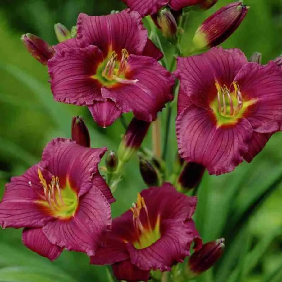 Лилейник Little Grapette