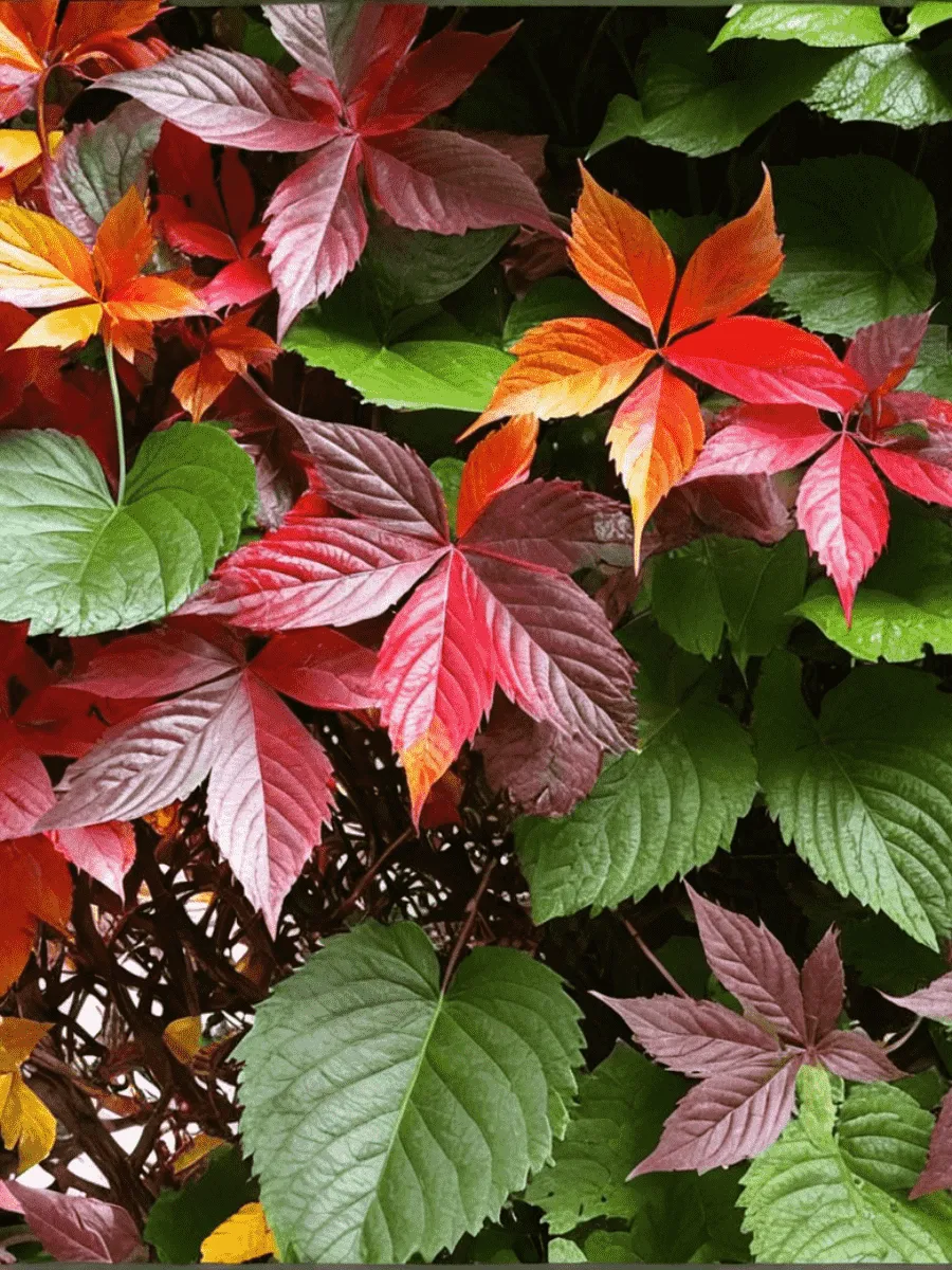 Виноград девичий Troki