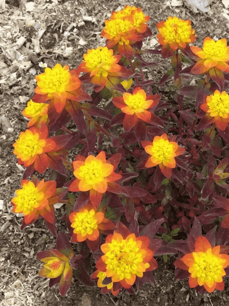 Молочай многоцветковый Bonfire