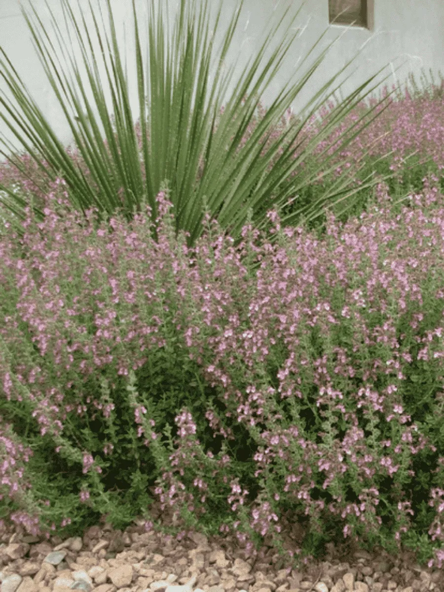 Дубровник кустарничковый