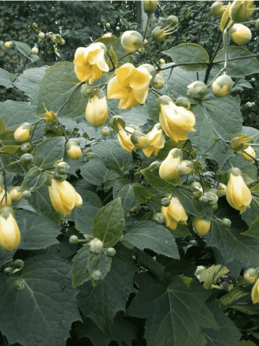 Киренгешома дланевидная