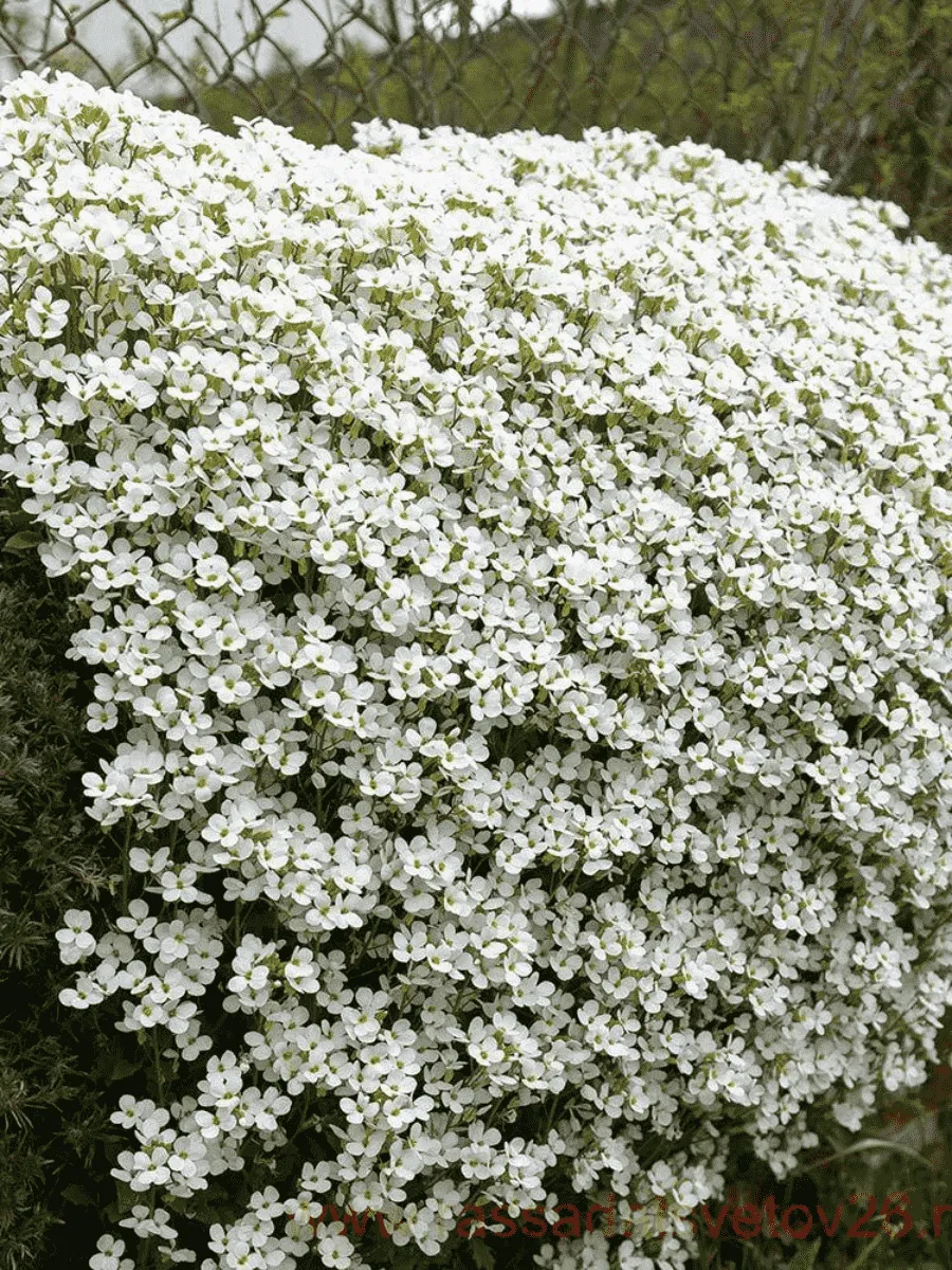 Аубриета Regado  White