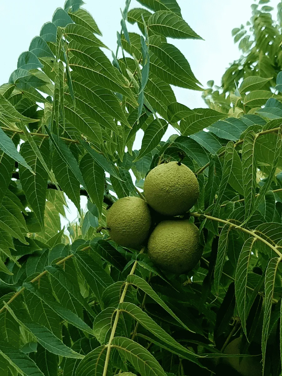 Орех черный Бисентенниал