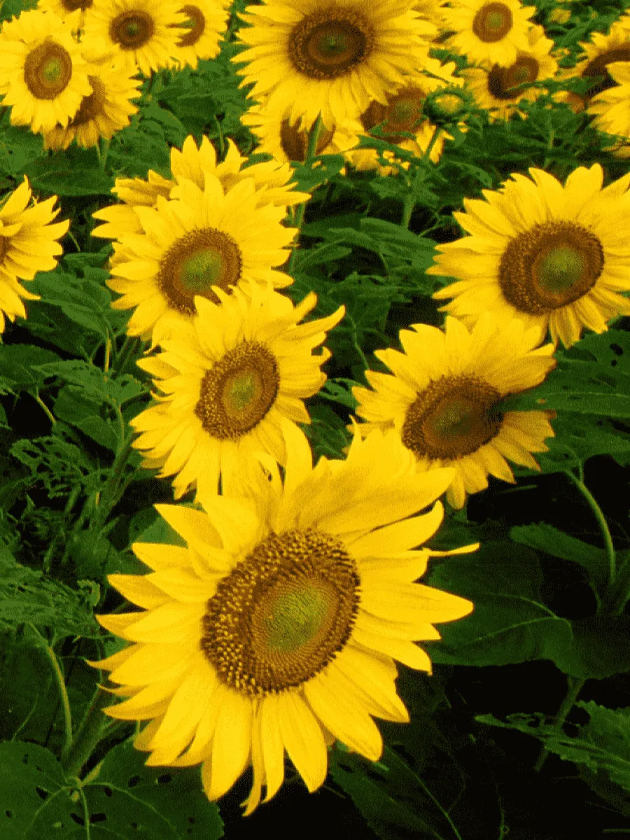 Подсолнечник