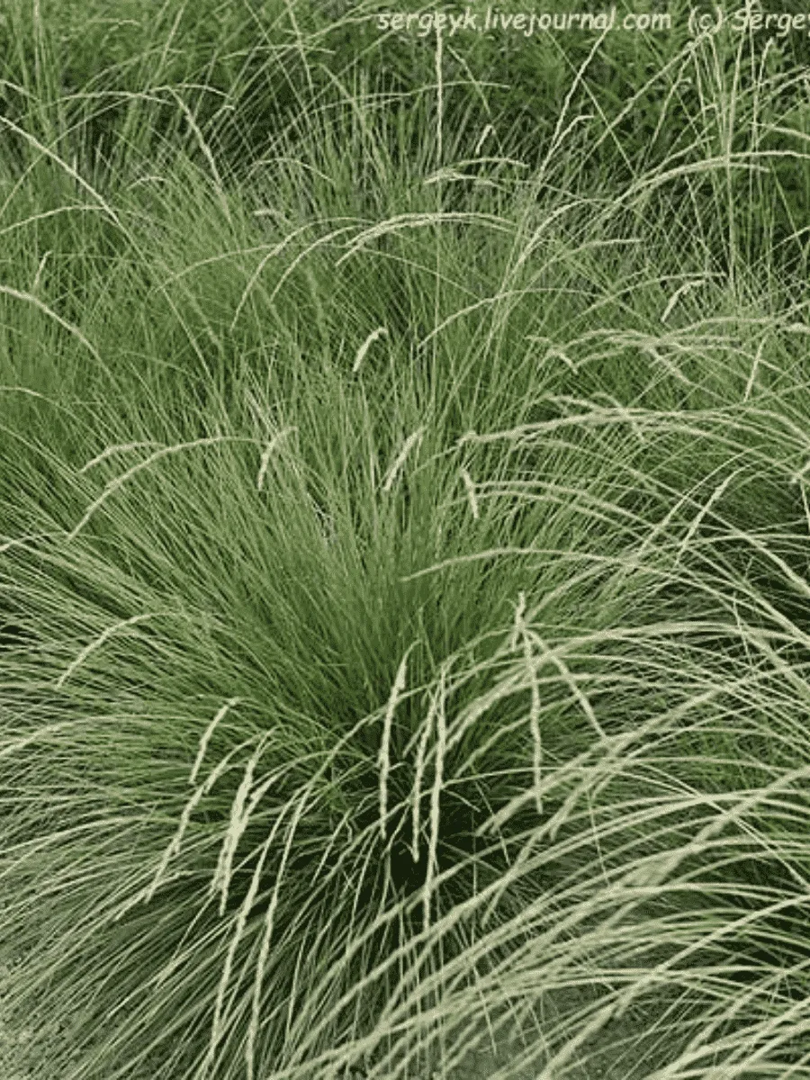 Овсяница Мэра