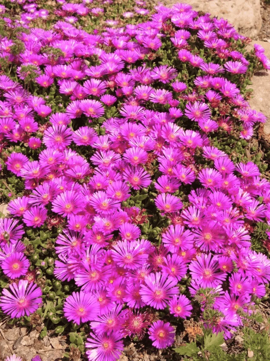 Делосперма Купера Ice Cream Purple