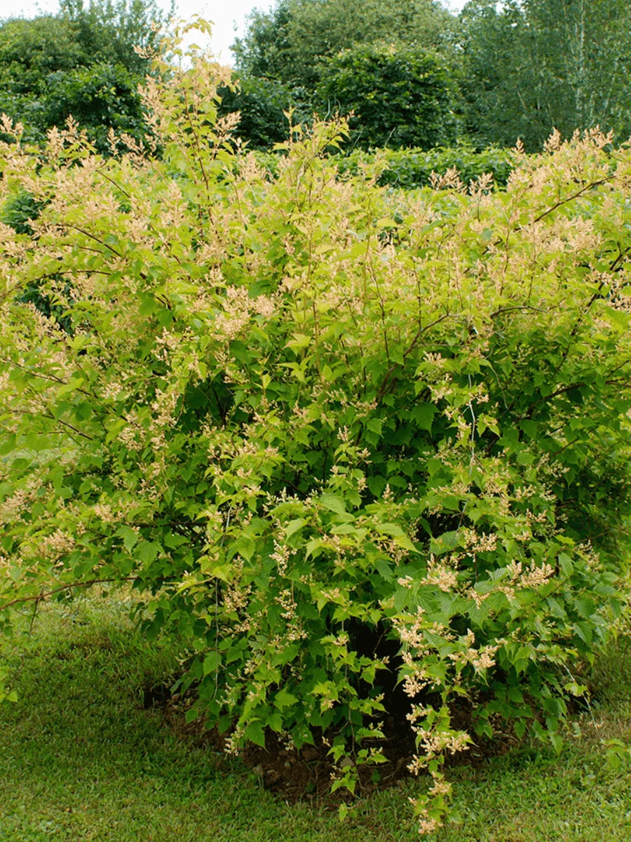 Стефанандра танаки