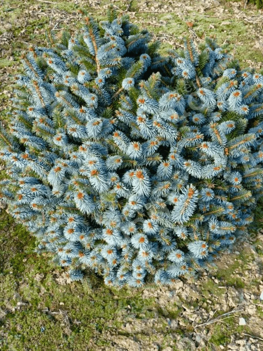 Ель ситхинская