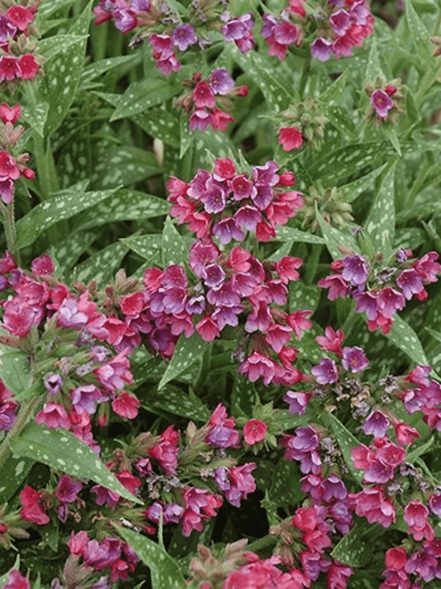 Медуница гибридная Raspberry Splash