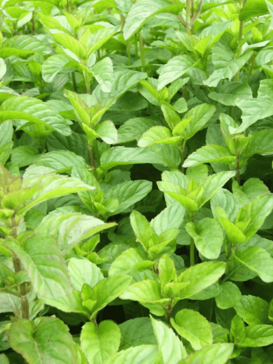 Мята Mandarin Mint