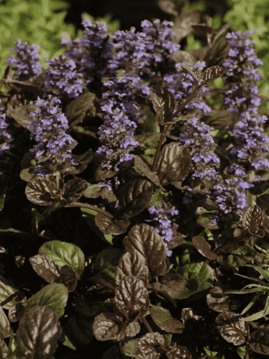 Живучка ползучая Braun Herz