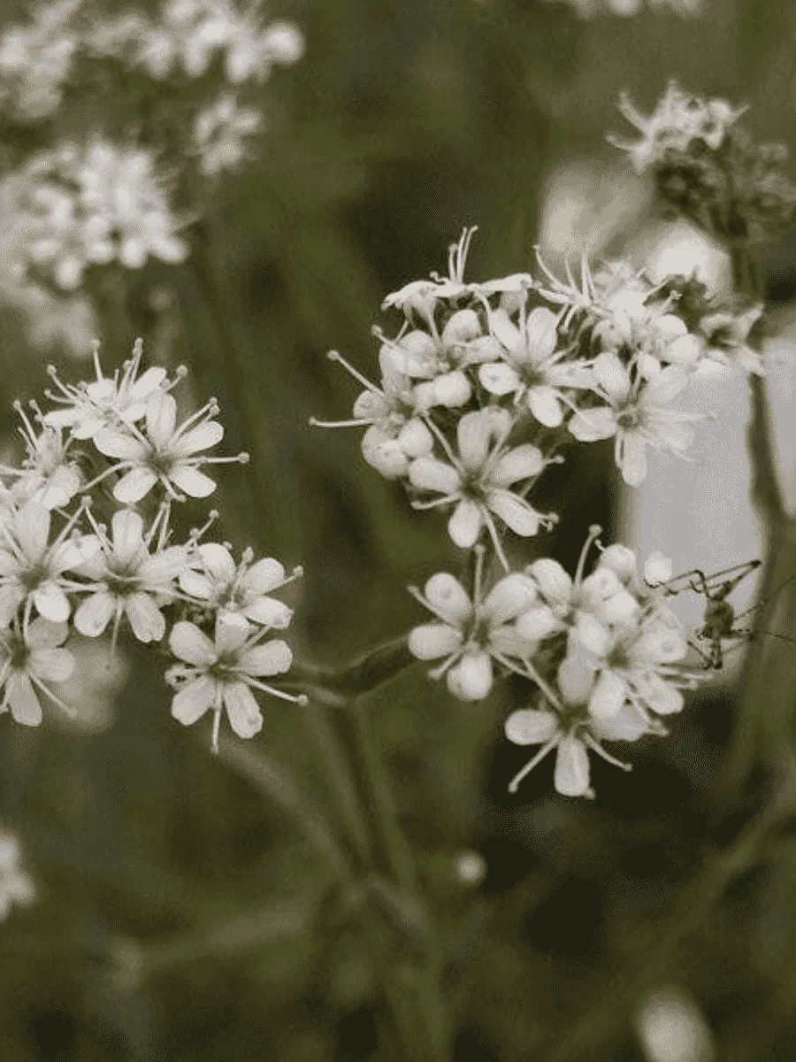 Гипсофила пучковая Silverstar