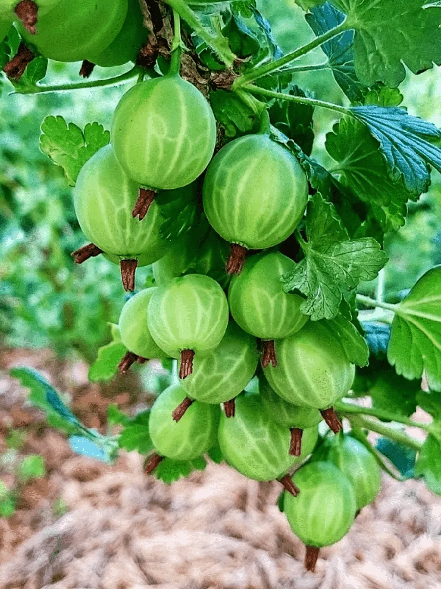 Крыжовник обыкновенный Martens