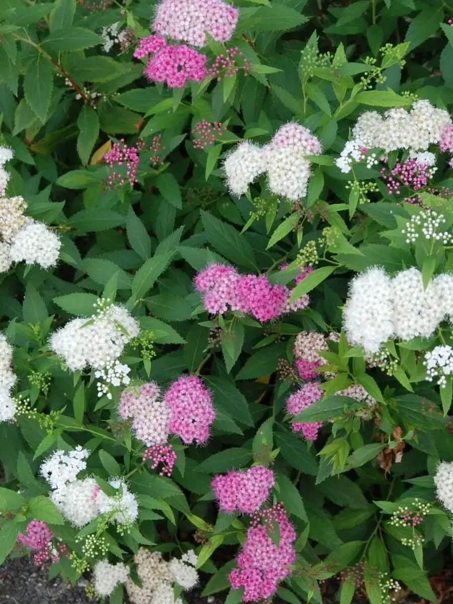 Спирея японская Shirobana