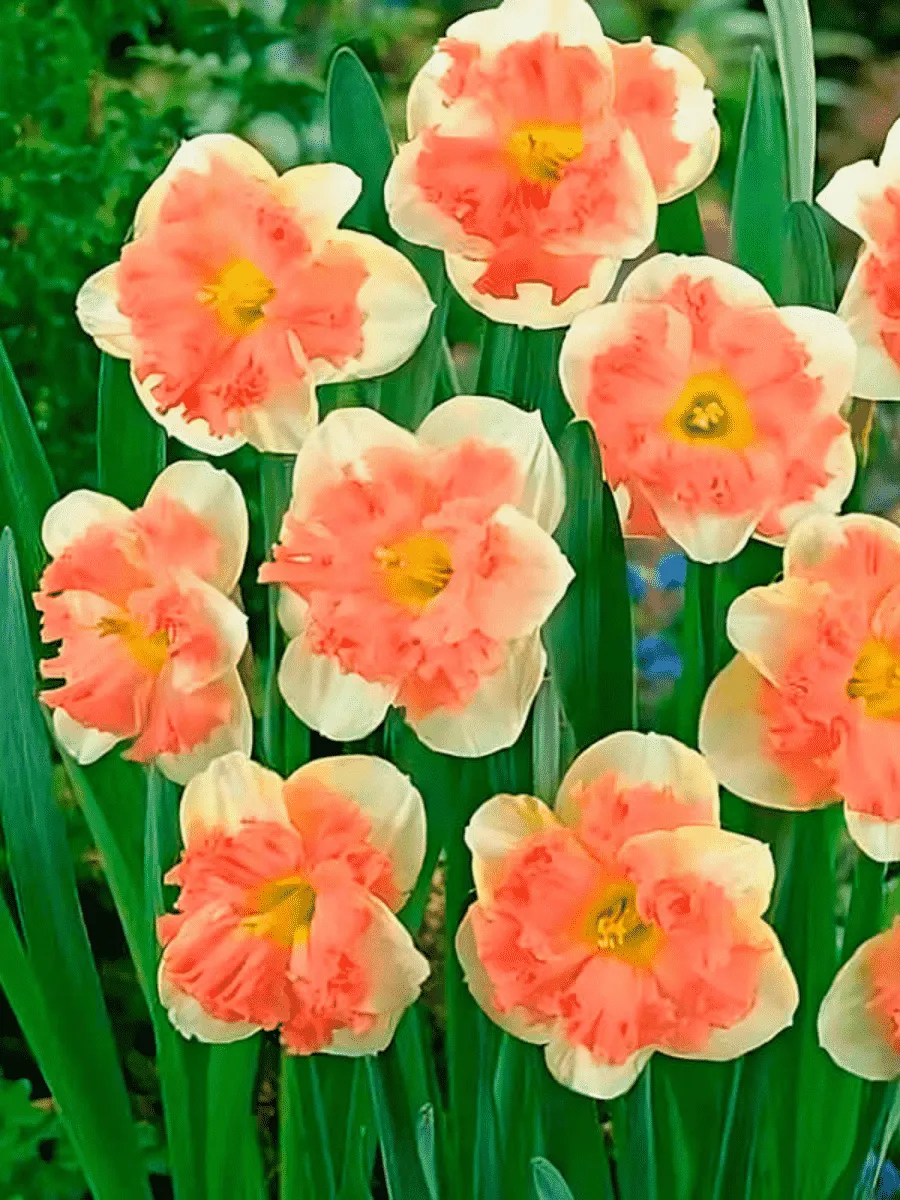 Нарцисс Vanilla Peach