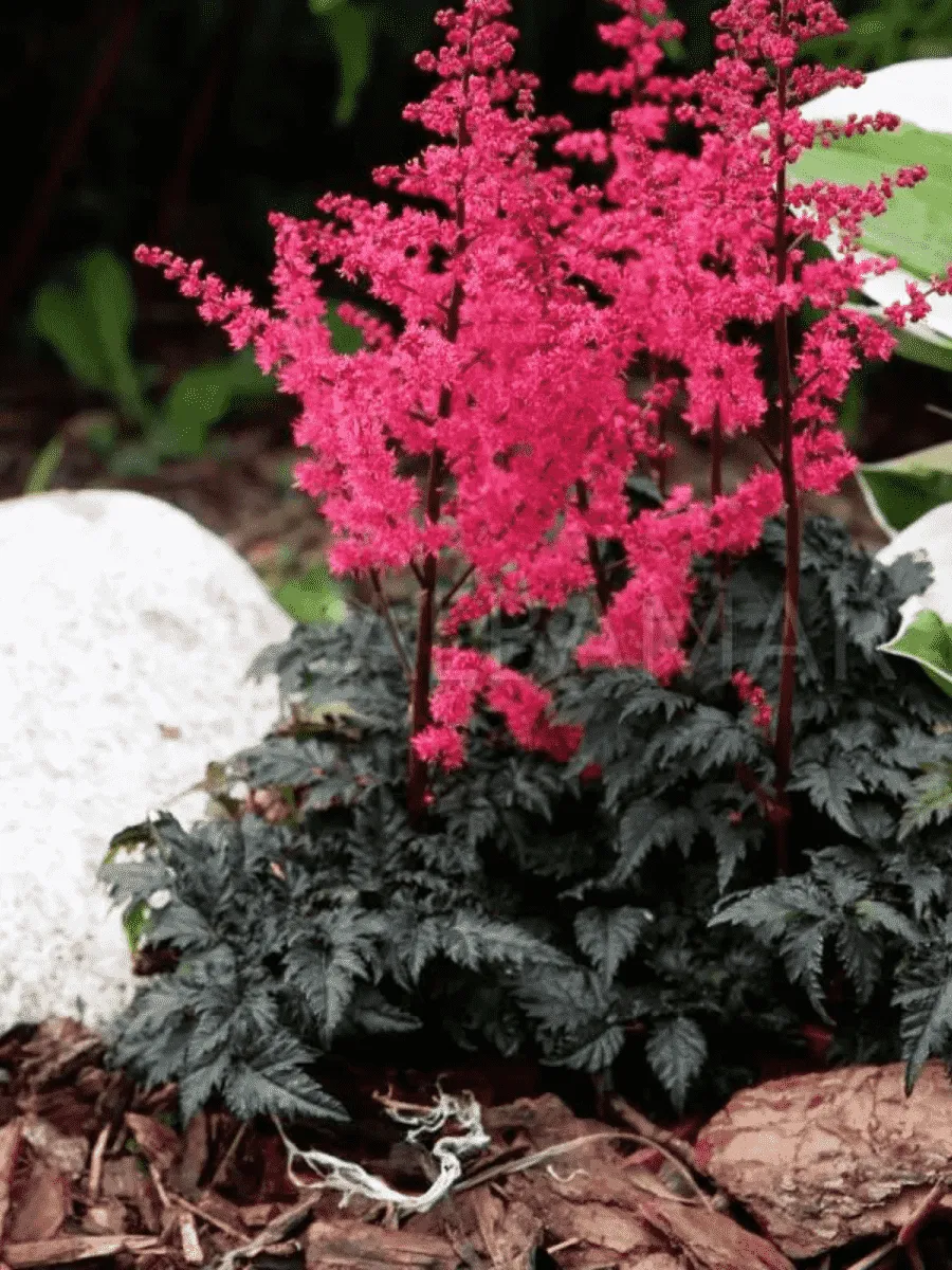 Астильба Арендса Hard Rock