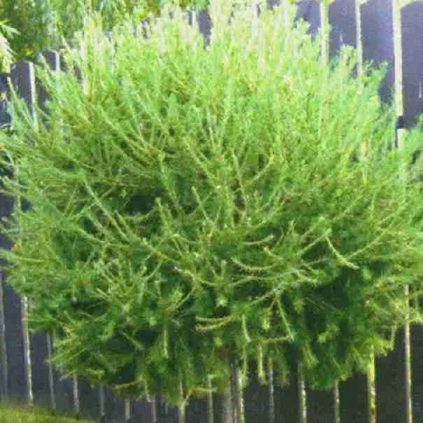 Лиственница европейская Kornik