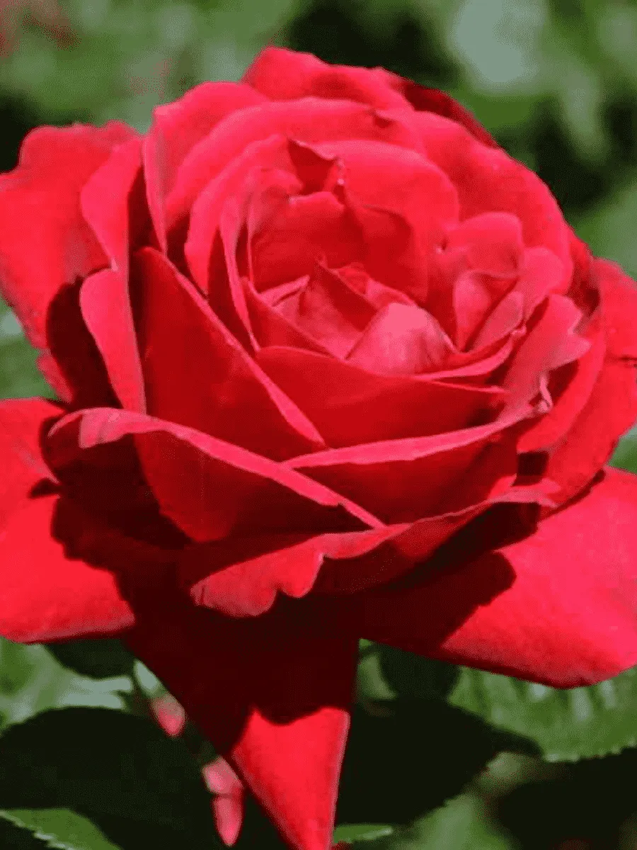 Роза кустовая Херсонес