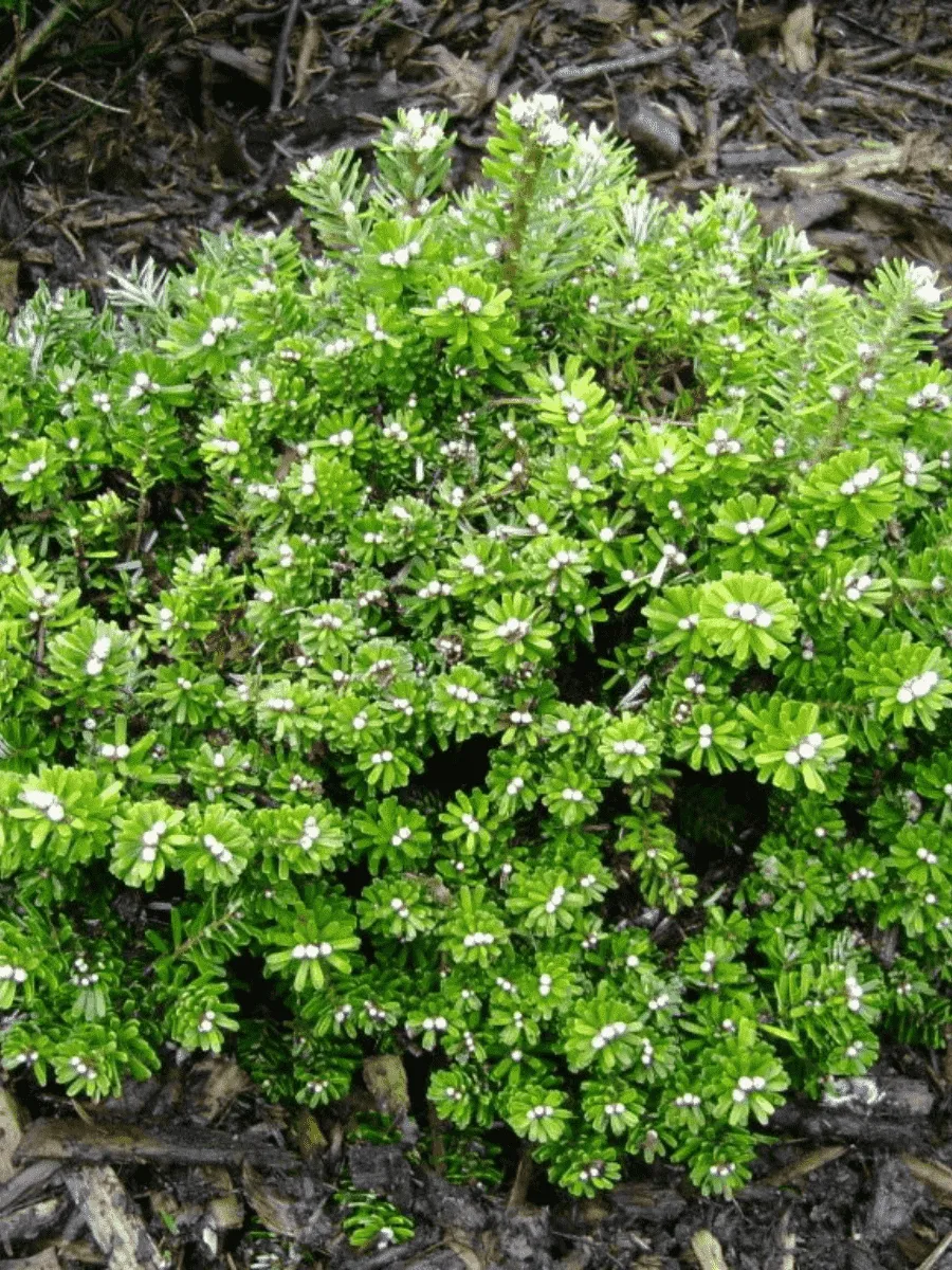 Пихта корейская Pinocchio