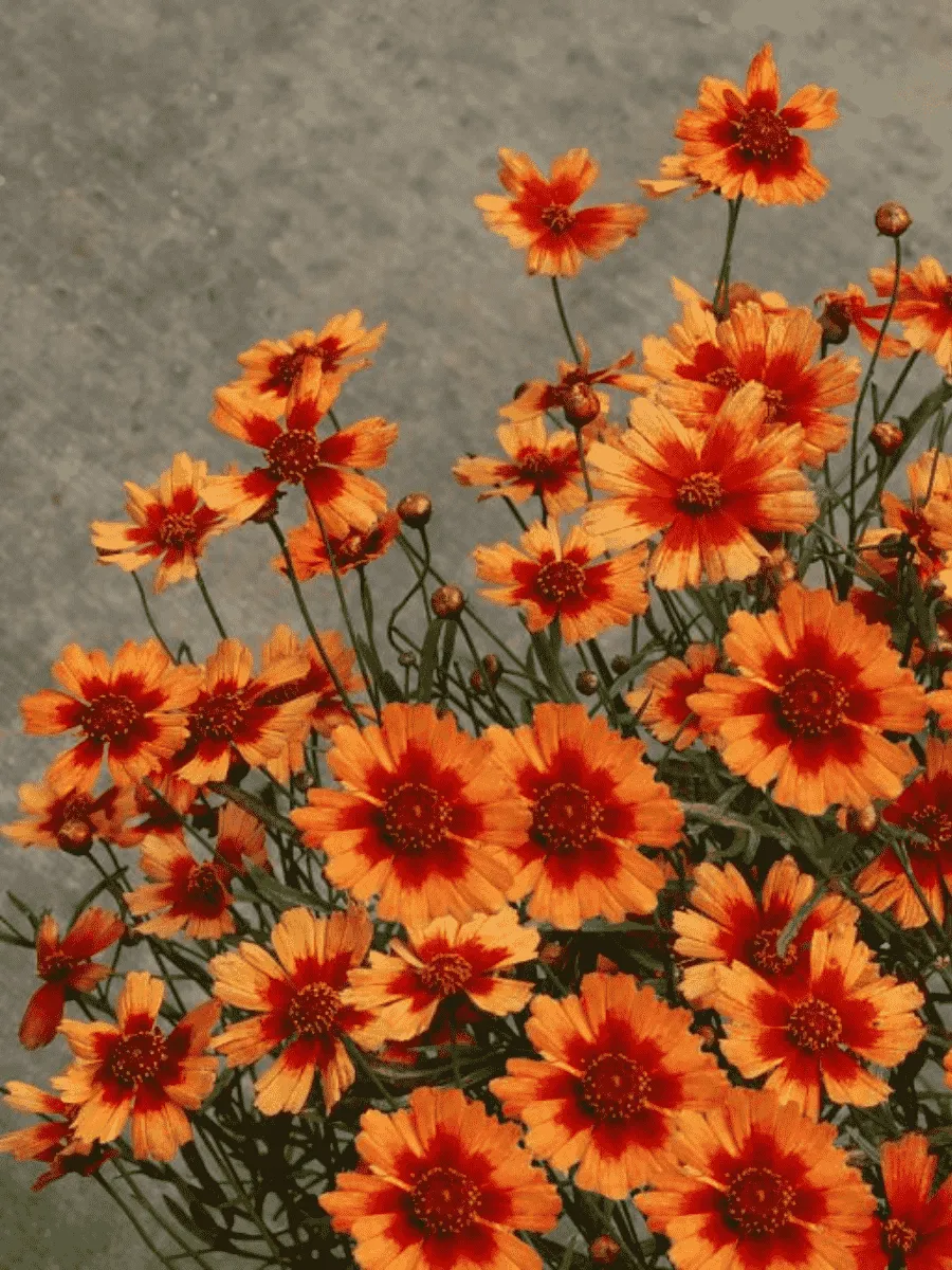 Кореопсис Desert Coral