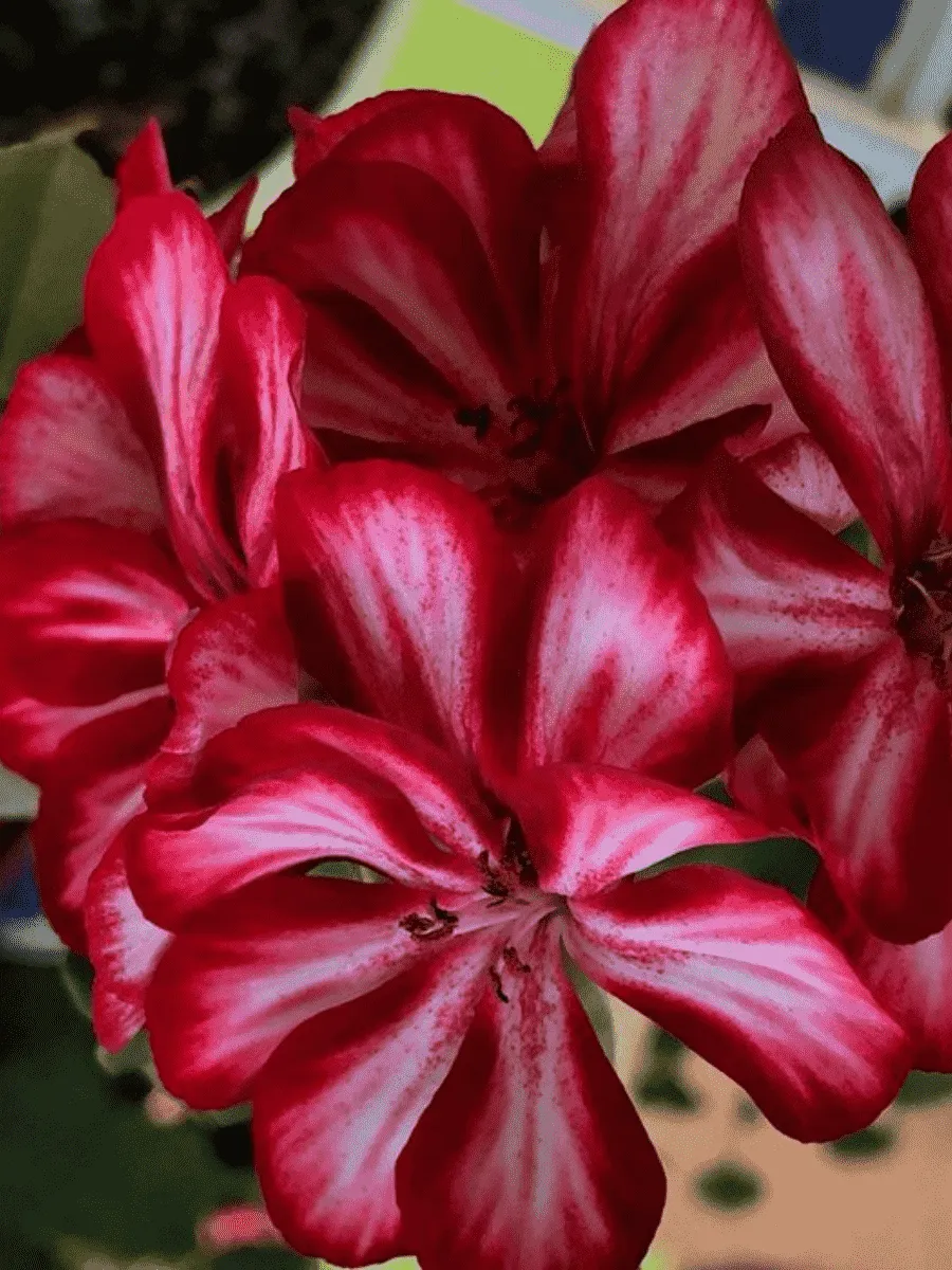 Пеларгония плющелистная  Grandeur Ivy Red кашпо