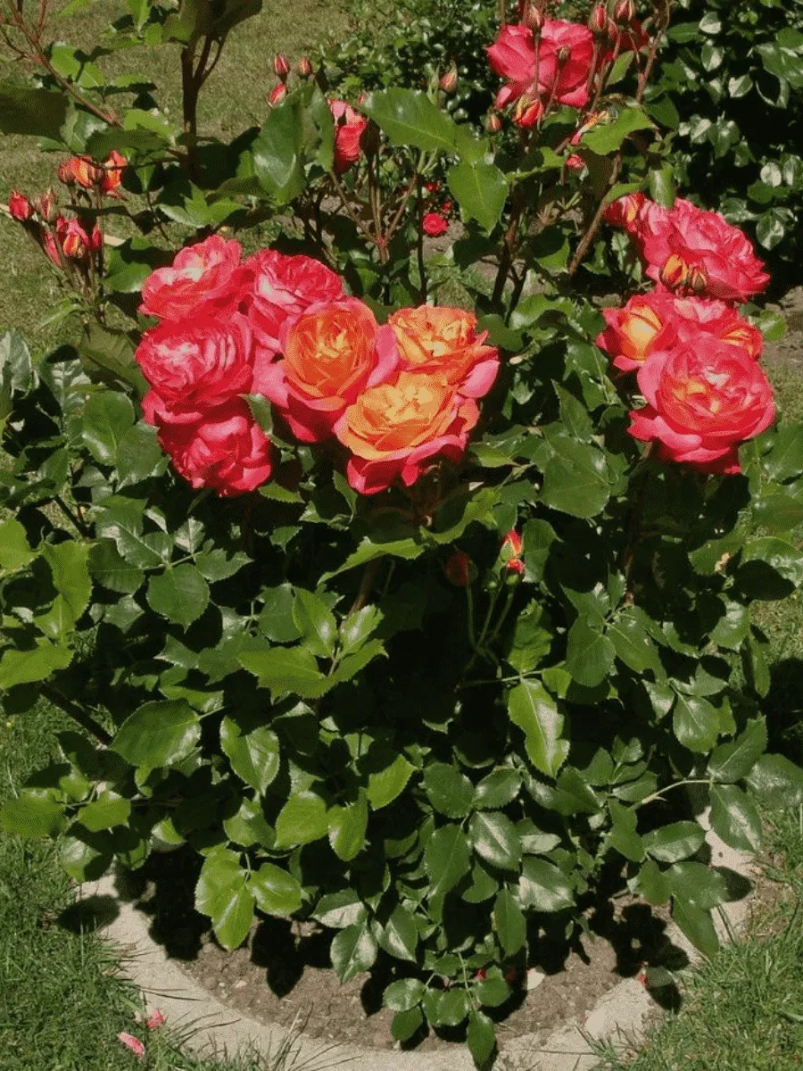 Роза Флорибунда Midsummer