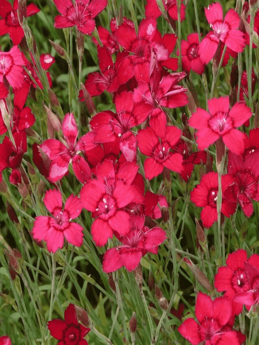 Гвоздика травянка Leuchtfunk